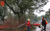 Hà Nội trang trí đèn, hoa trang nhã đón Tết Nguyên đán 2018
